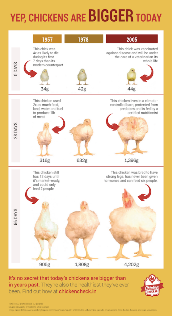 How long it takes to grow chicken to eating size in 1957 vs 2005